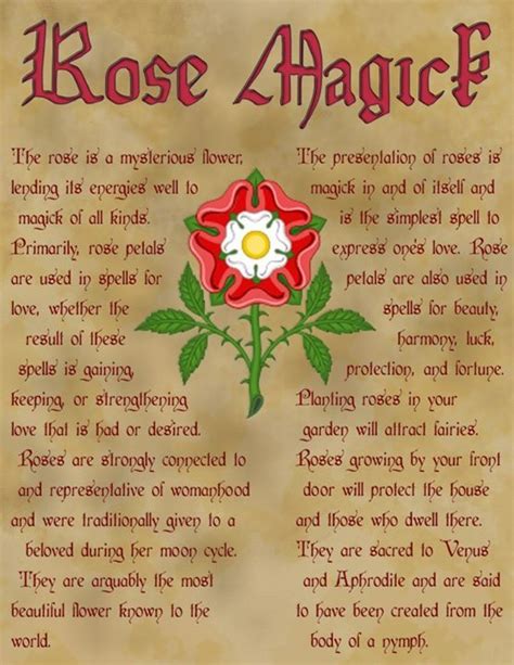 Gracious wizard spell from a flowering rose